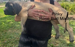 English Mastiff dogs for sale: Pinky - Image 3