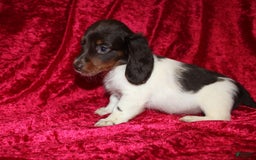 Miniature Dachshund dogs for sale: Chloe Mini - Image 12