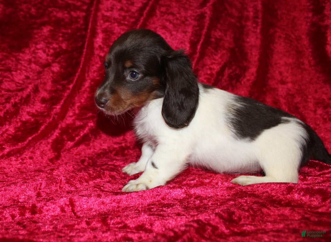 Miniature Dachshund dogs for sale: Chloe Mini - Image 12