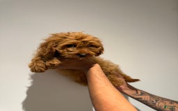 Cavapoo dogs for sale: Milo - Image 1