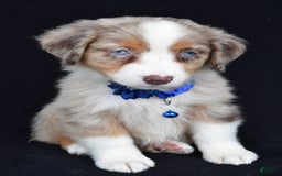 Australian Shepherd dogs for sale: Katie - Image 3