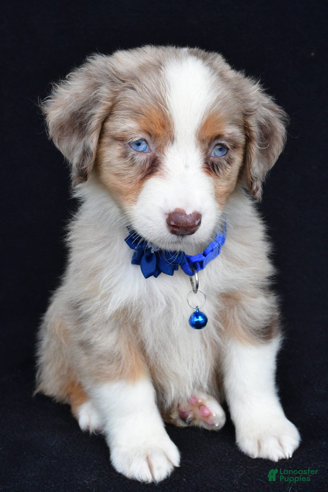 Australian Shepherd dogs for sale: Katie - Image 3