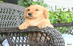 Golden Retriever dogs for sale: Louann - Image 2
