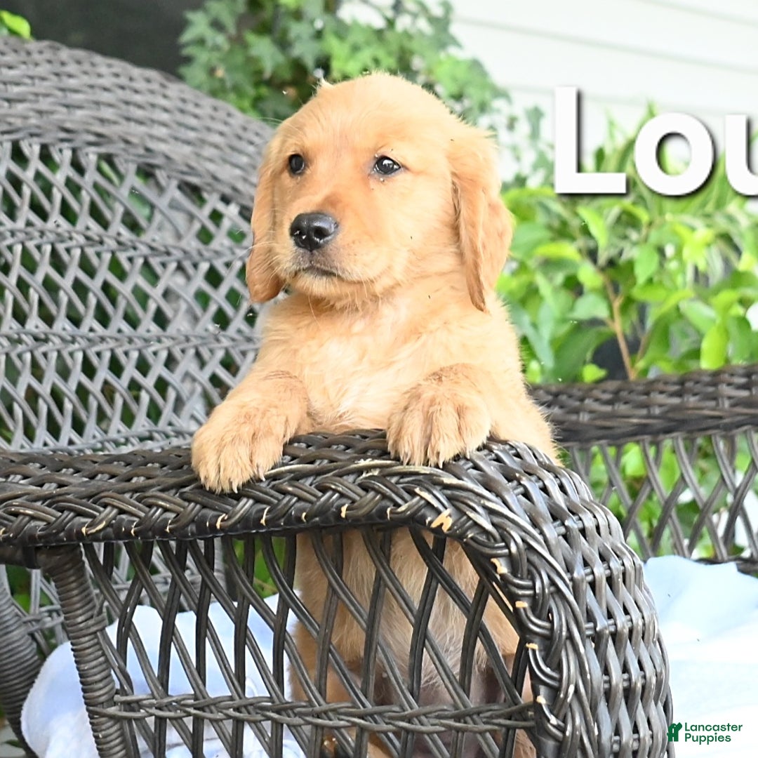 Golden Retriever dogs for sale: Louann - Image 2