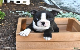 Boston Terrier dogs for sale: Debra - Image 3