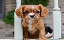 Cavalier King Charles Spaniel dogs for sale: Louie - Image 6