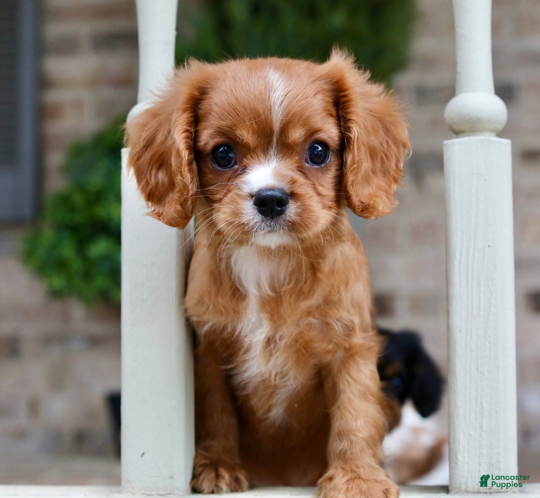 Cavalier King Charles Spaniel dogs for sale: Louie - Image 6
