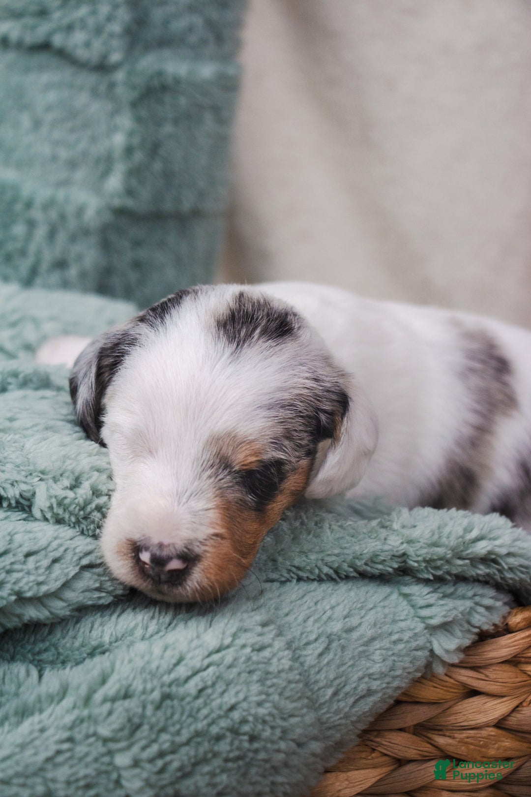 Doxiepoo dogs for sale: Muffin - Image 2