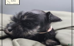 Miniature Schnauzer dogs for sale: Fern - Image 8