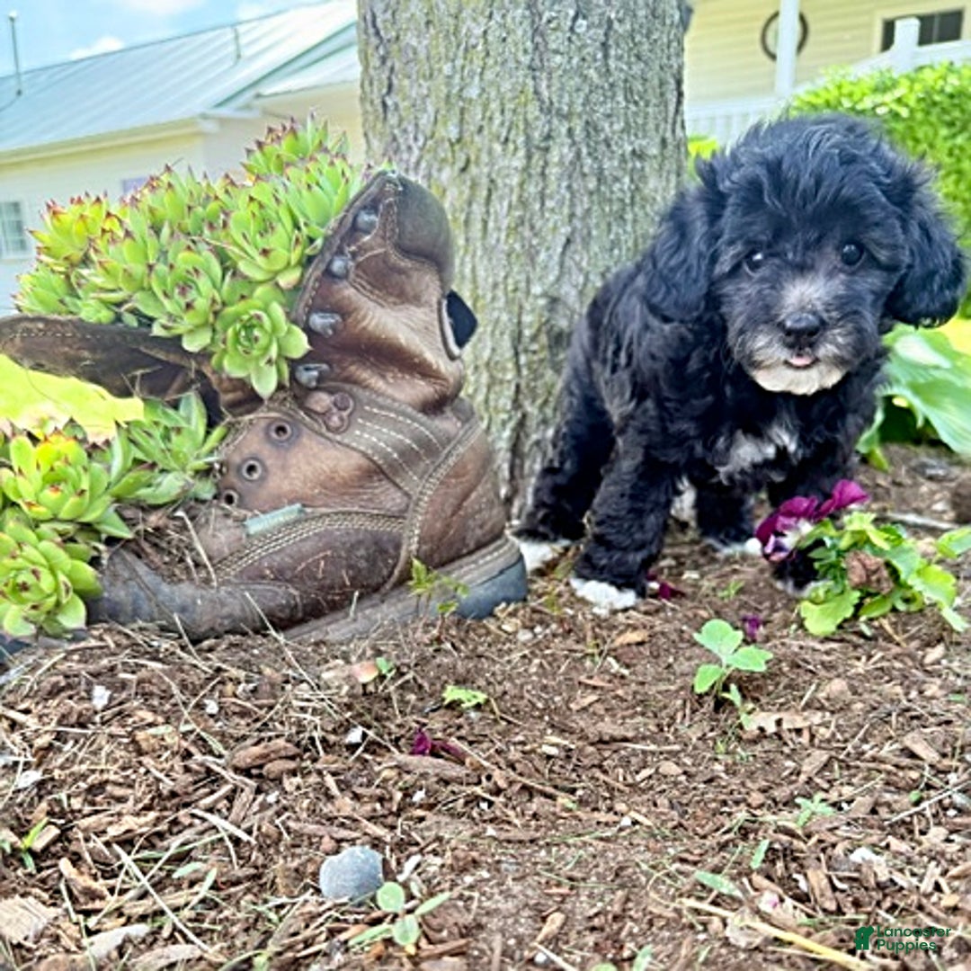 Miniature Poodle dogs for sale: Brody - House Raised - Image 2