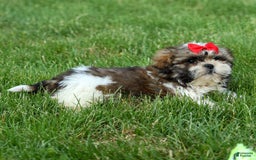 Shih Tzu dogs for sale: Lucky - Image 4