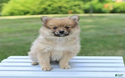 Pomeranian dogs for sale: Teddy - Image 3