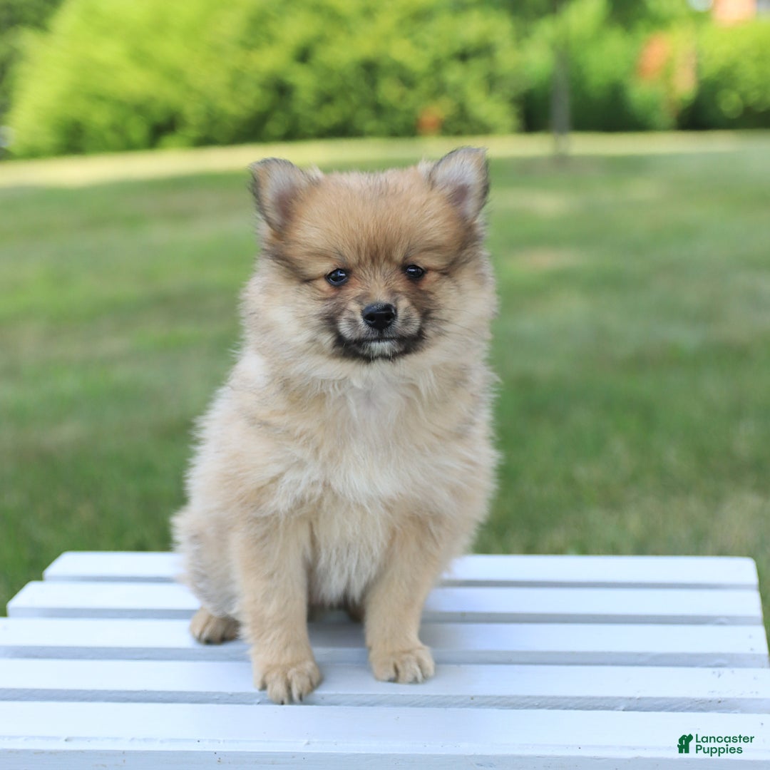 Pomeranian dogs for sale: Teddy - Image 3