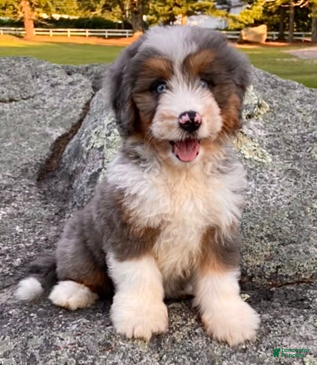 Mini Bernedoodle dogs for sale: 💗 In Boston Massachusetts 💗 Two Blue Eyes 💗 Mini Bernedoodle 💗 - Image 5