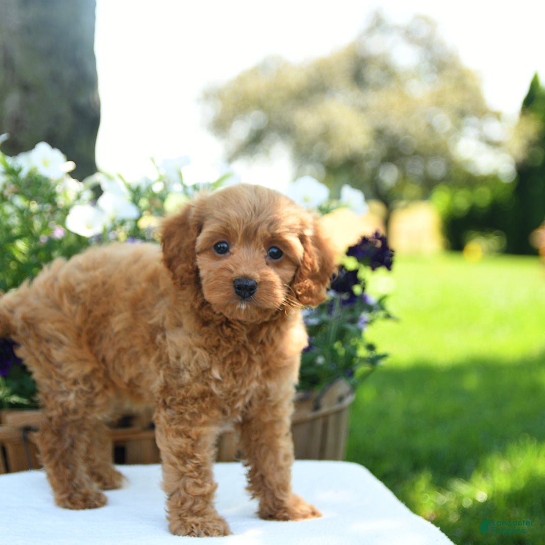 Cavapoo dogs for sale: Reeses - Image 2