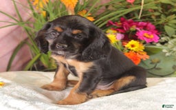 Cockalier dogs for sale: Bruno - Image 3