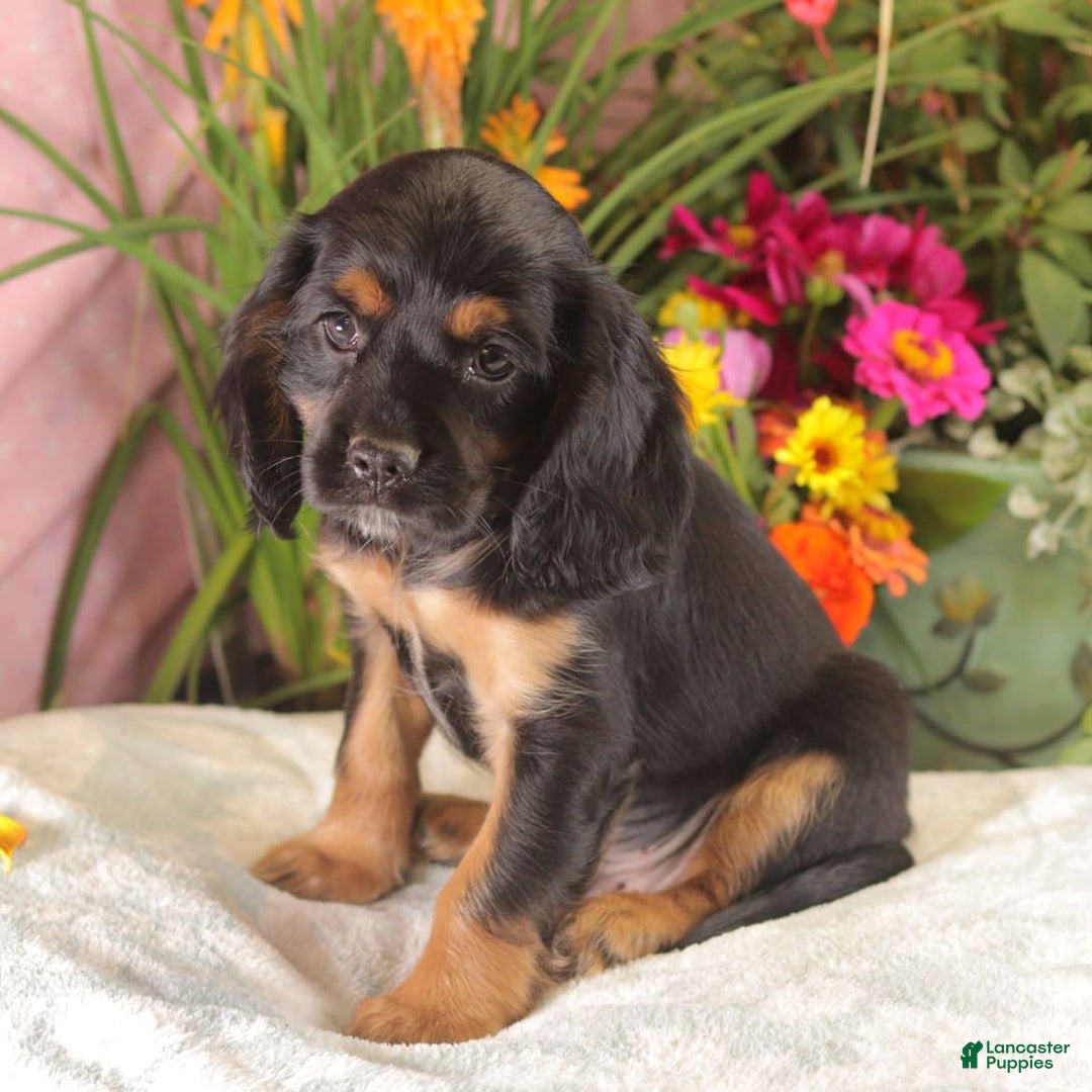 Cockalier dogs for sale: Bruno - Image 3