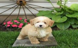 Mini Bernedoodle dogs for sale: Pluto - Image 8
