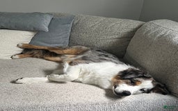 Miniature Australian Shepherd dogs for sale: Truffle - Image 4