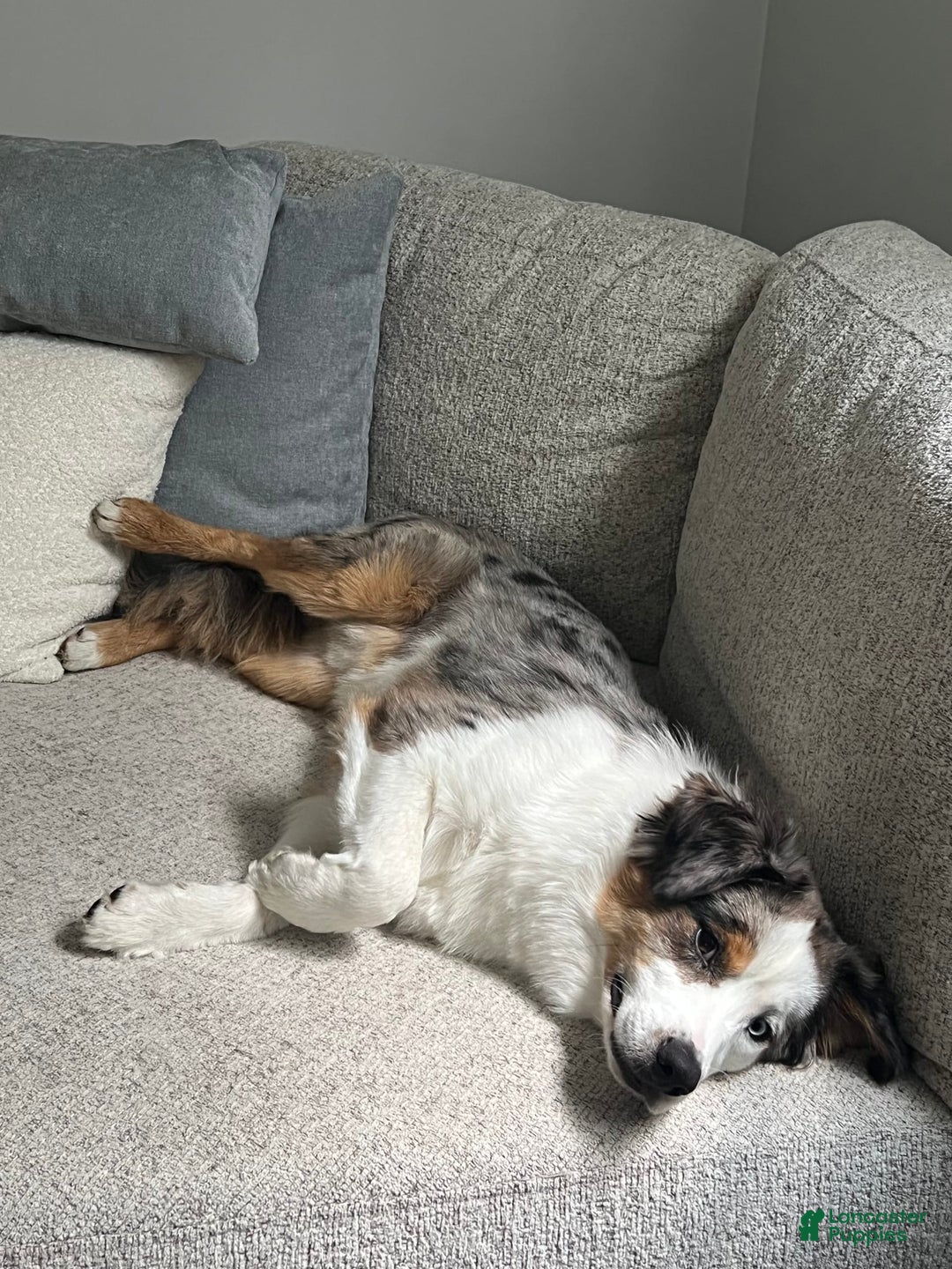 Miniature Australian Shepherd dogs for sale: Truffle - Image 4