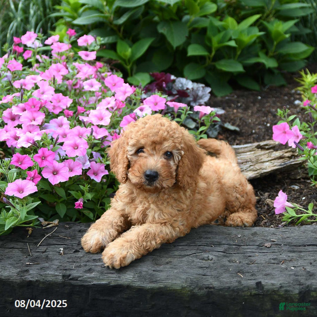 Mini Goldendoodle dogs for sale: Candie - Image 7