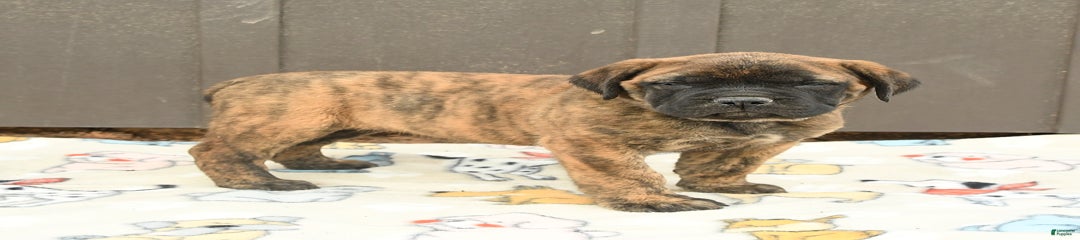 Koda