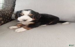 Bernedoodle dogs for sale: Ashton - Image 4