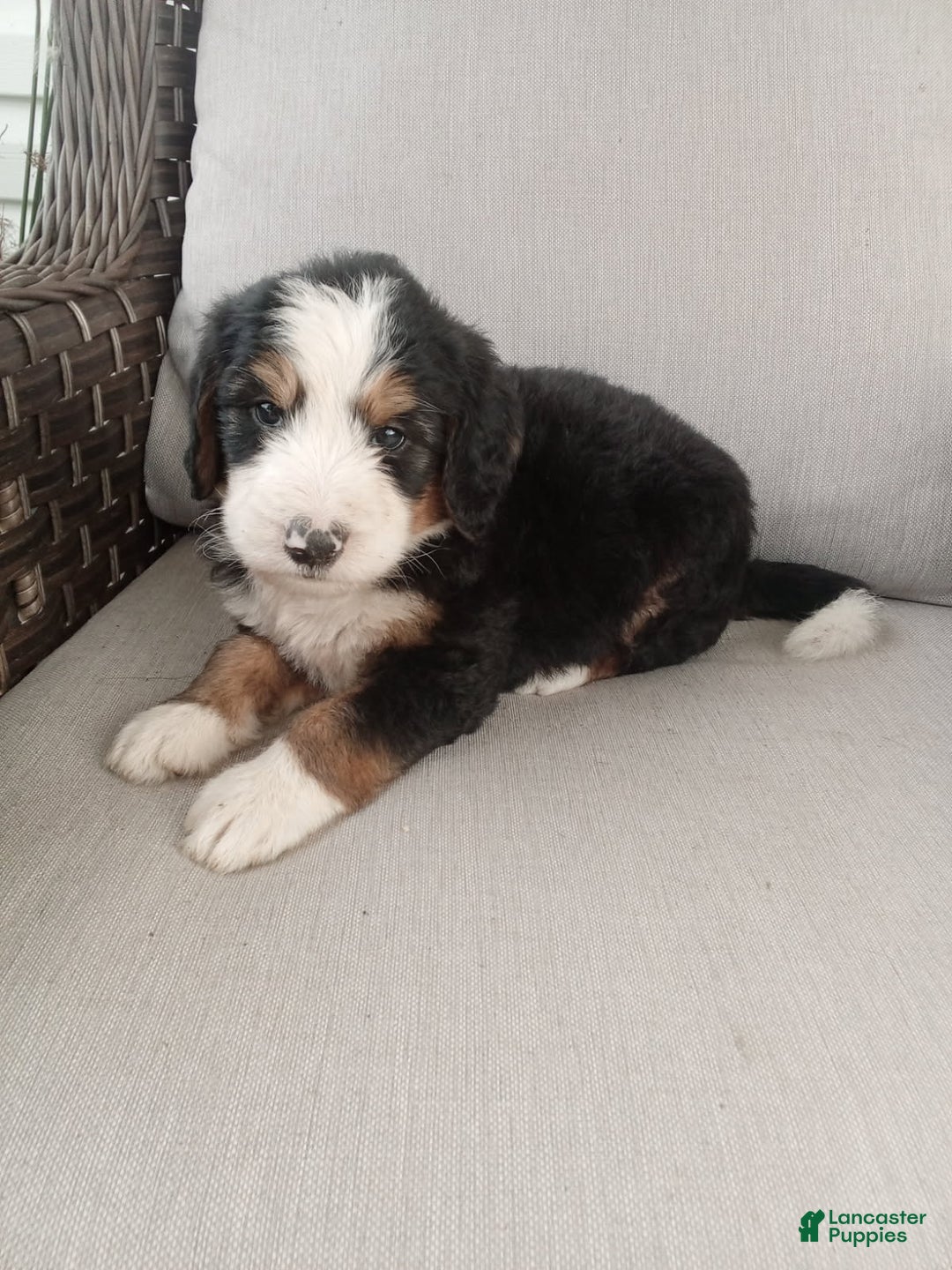 Bernedoodle dogs for sale: Ashton - Image 4