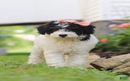Mini Aussiedoodle dogs for sale: Sparkles - Image 3