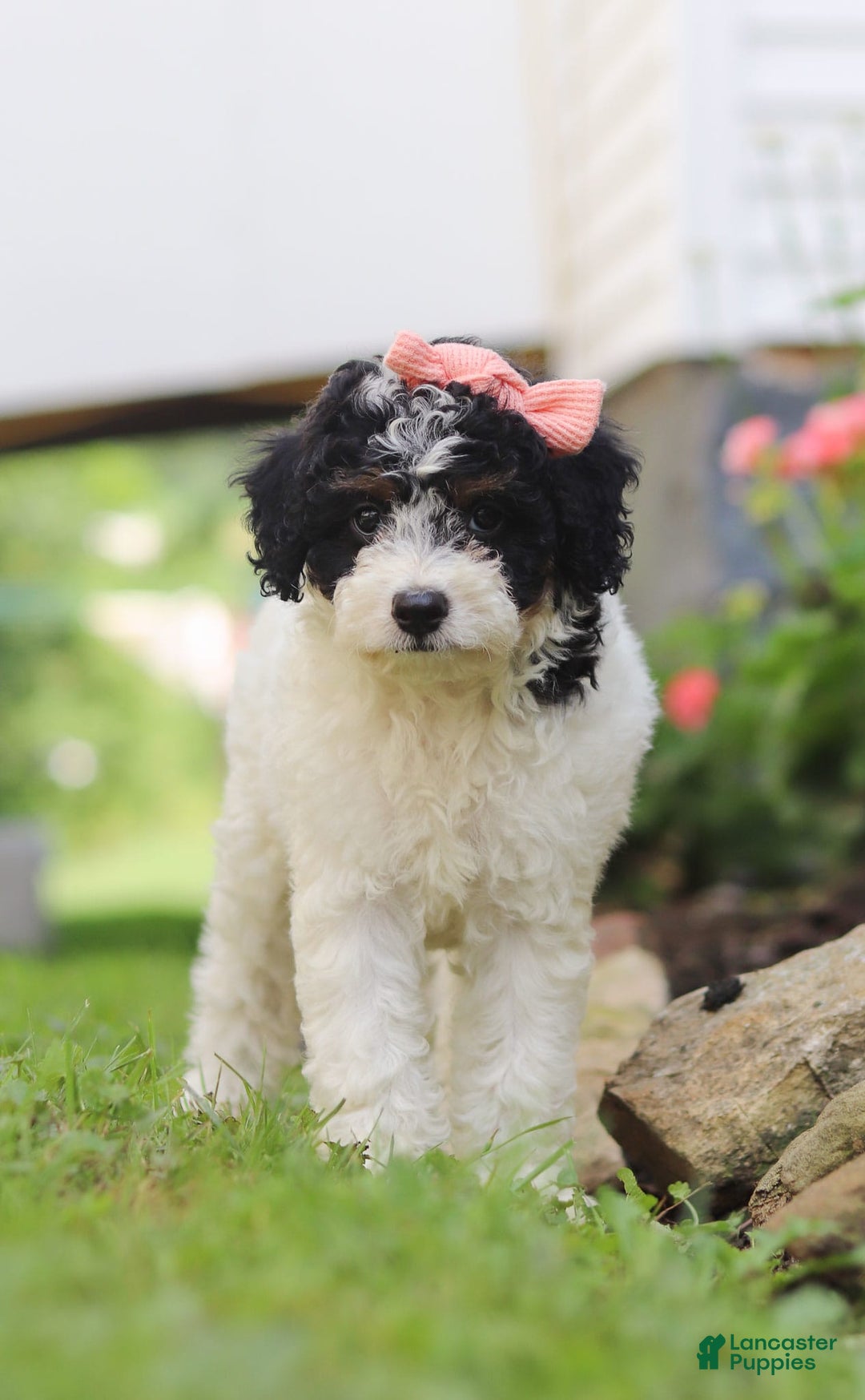 Mini Aussiedoodle dogs for sale: Sparkles - Image 3