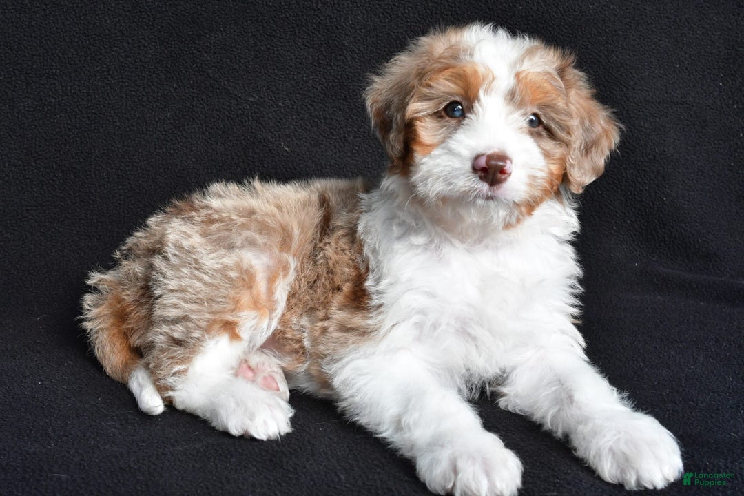 Mini Aussiedoodle dogs for sale: Julia - Image 5