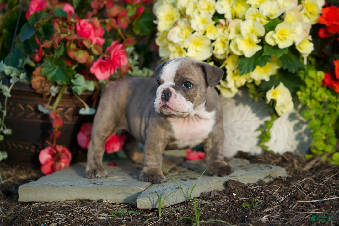 English Bulldog dogs for sale: Avery - Image 5
