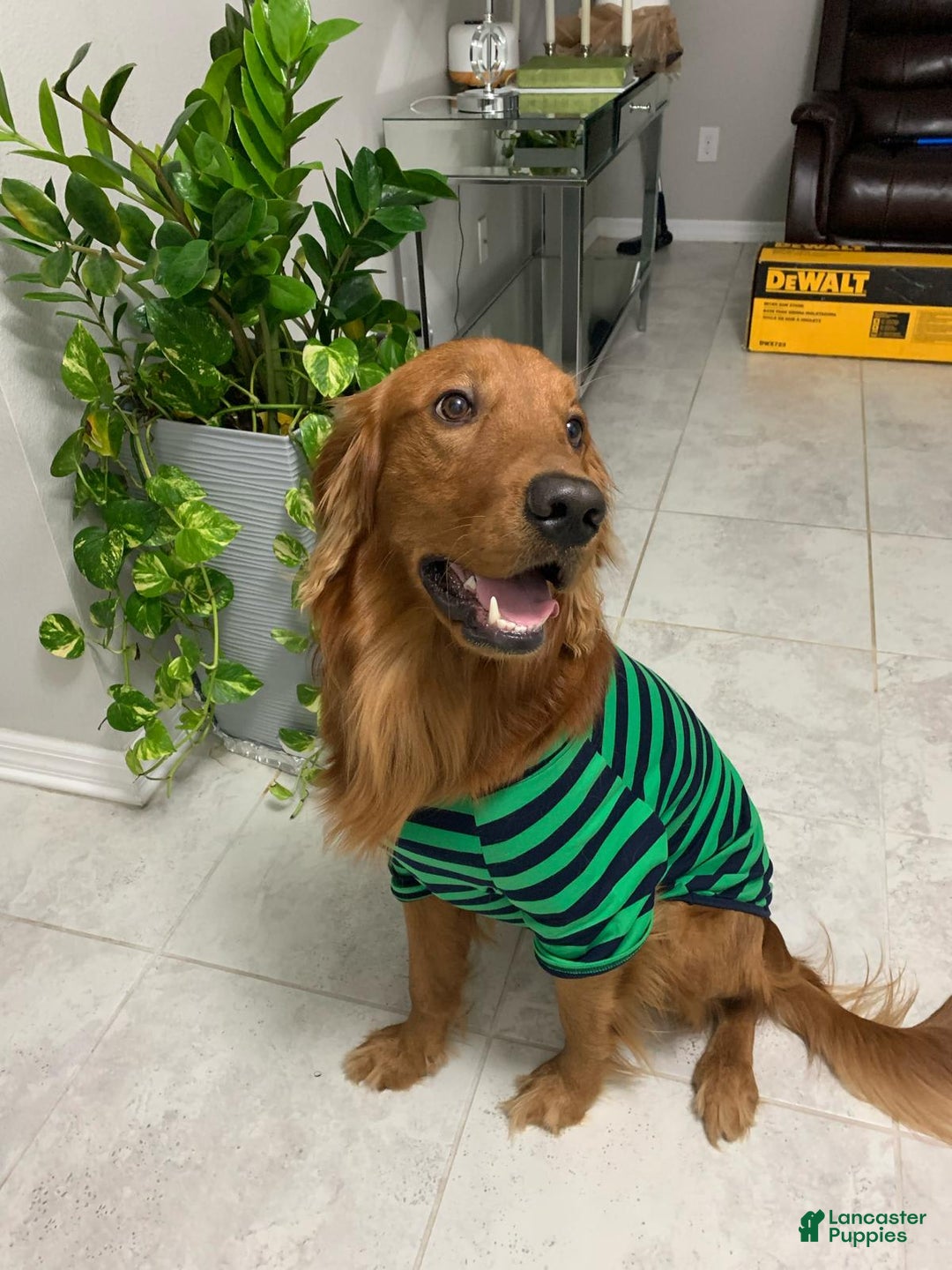 Golden Retriever dogs for sale: Olive - Image 3