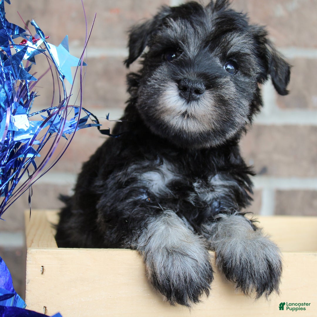 Miniature Schnauzer dogs for sale: Koda - Image 4