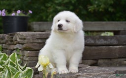 Great Pyrenees dogs for sale: Silas - Image 2