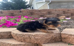Yorkshire Terrier dogs for sale: Rocker - Image 2