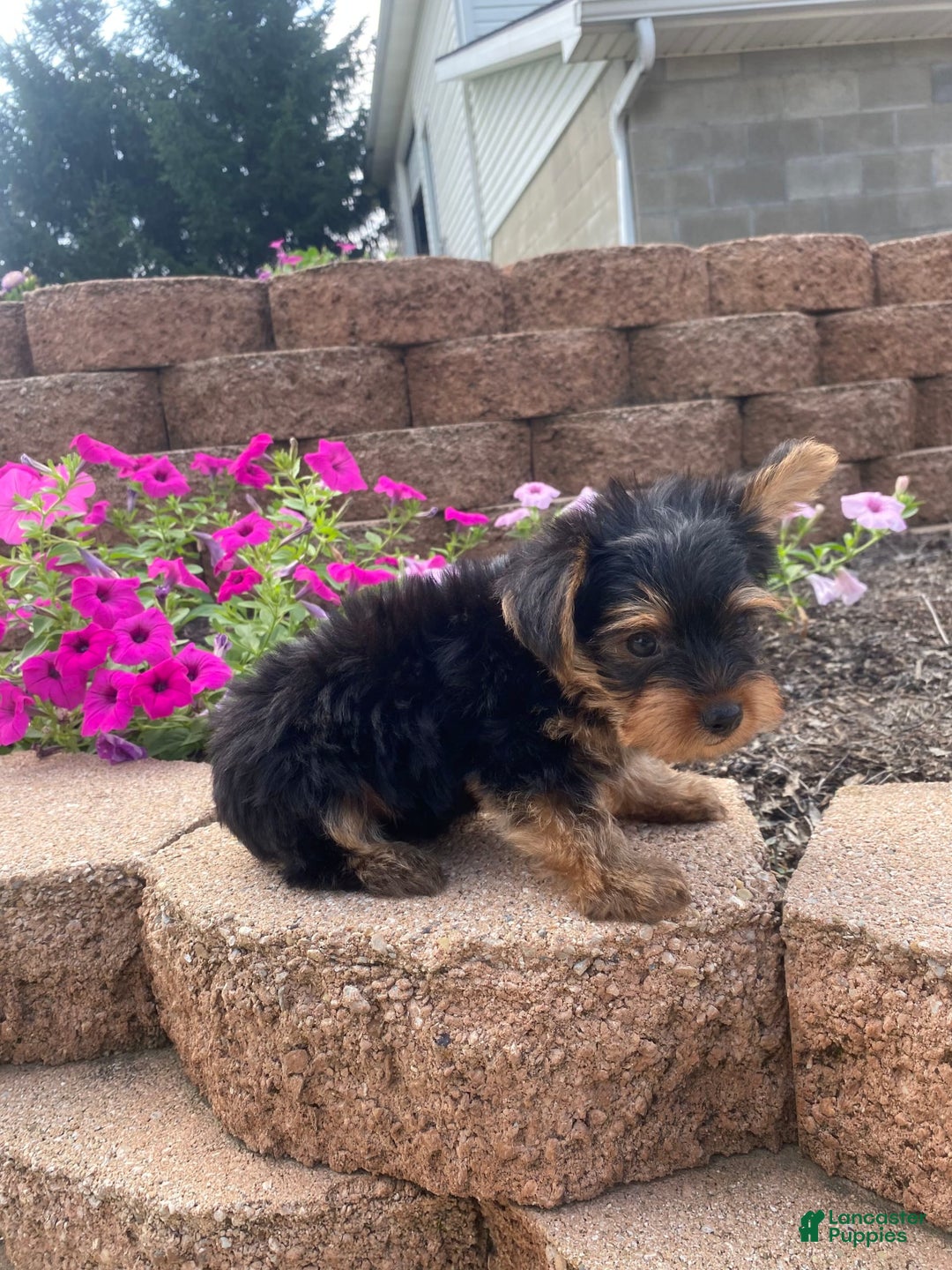 Yorkshire Terrier dogs for sale: Rocker - Image 2