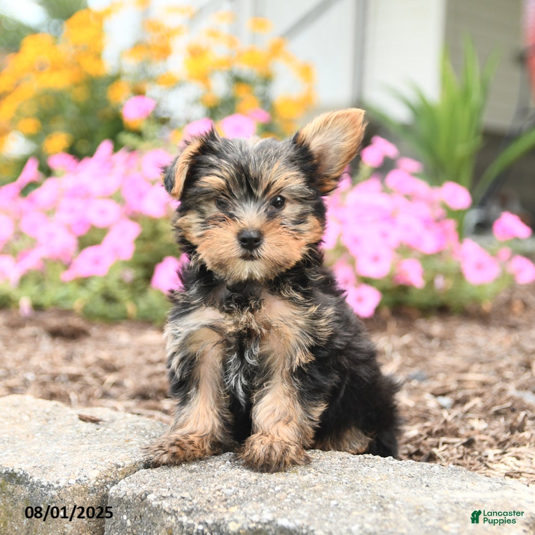 Yorkshire Terrier dogs for sale: Lola TOY SIZE - Image 2