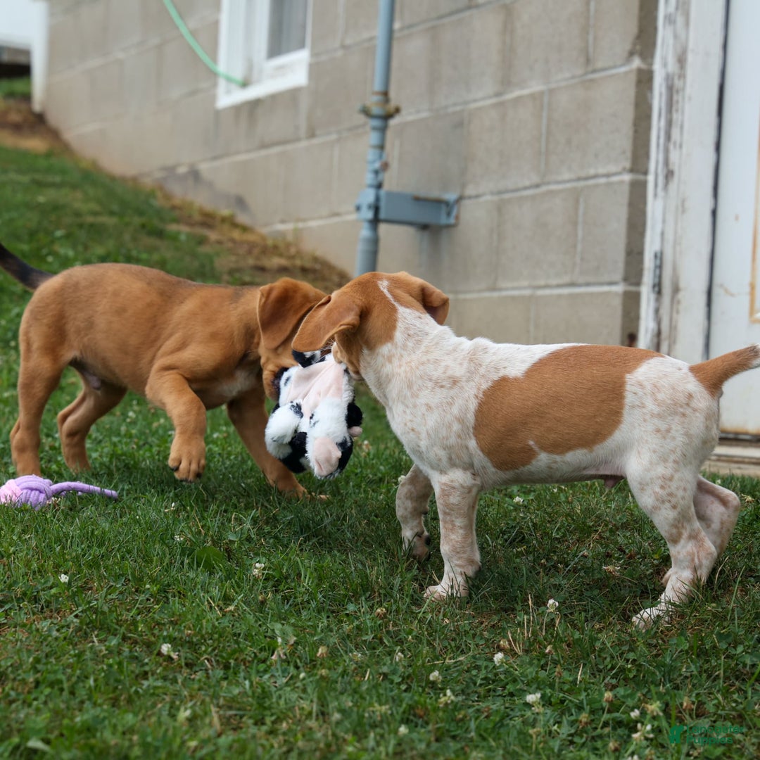 Beagle dogs for sale: Charlie - Image 3