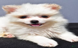 Pomeranian dogs for sale: Isabella - Image 2