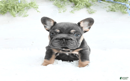 French Bulldog dogs for sale: Barbie - Image 1