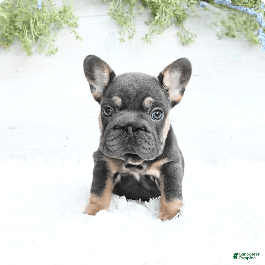 French Bulldog dogs for sale: Barbie - Image 1
