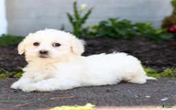 Maltipoo dogs for sale: Marshmallow - Image 2