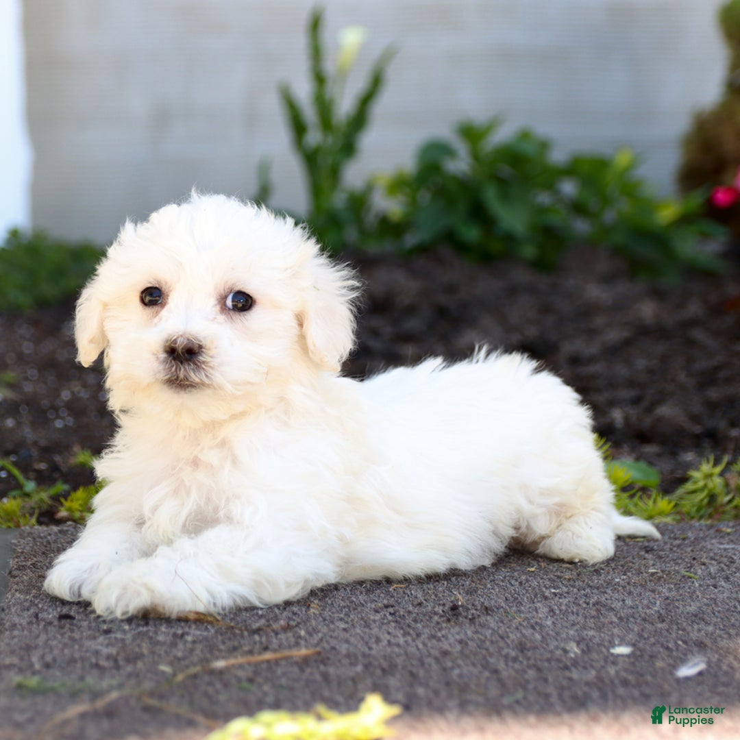 Maltipoo dogs for sale: Marshmallow - Image 2