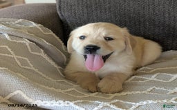 Golden Retriever dogs for sale: Macy - Image 1