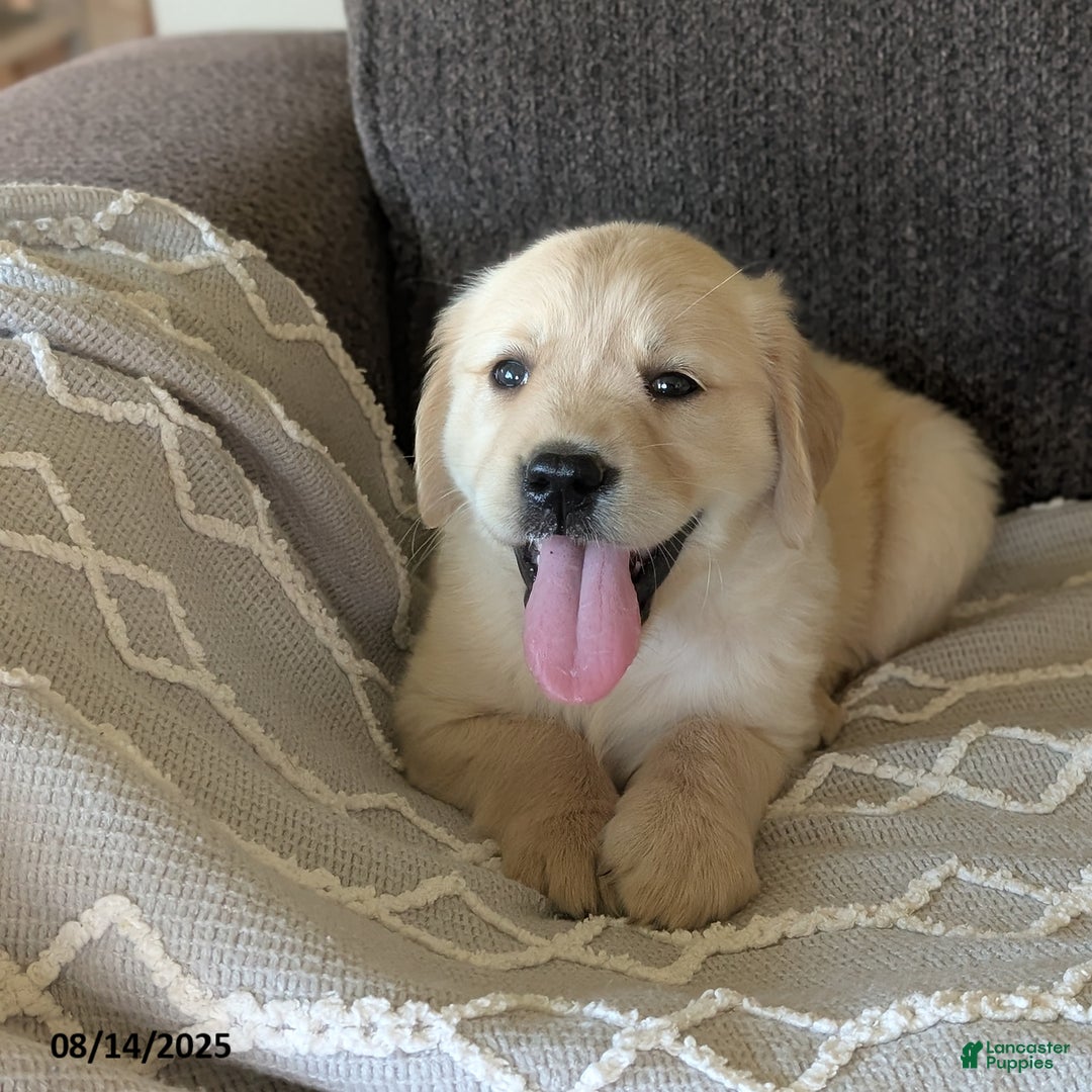 Golden Retriever dogs for sale: Macy - Image 1