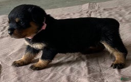Rottweiler dogs for sale: Pink Collar - Image 4