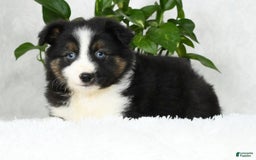 Australian Shepherd dogs for sale: Beulah - Image 5