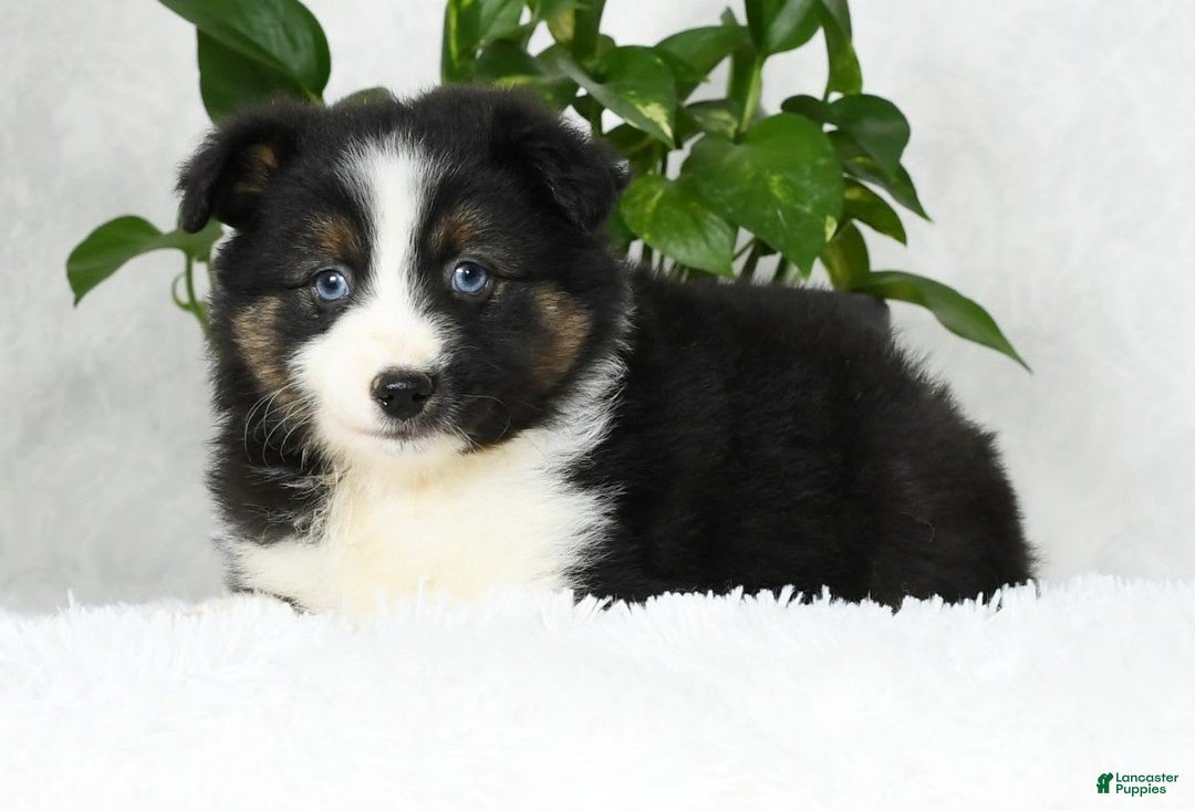 Australian Shepherd dogs for sale: Beulah - Image 5