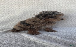 Mini Aussiedoodle dogs for sale: Holly - Image 3